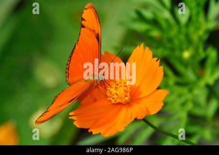 Julia Butterfly, Dryas iulia, parfois orthographié Dryas julia, Costa Rica Banque D'Images