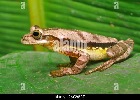 Rainette masqués (Smilisca phaeota), Costa Rica Banque D'Images