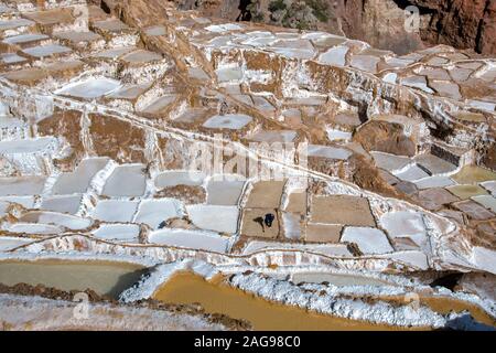 L'Urubamba. Le Pérou. 04.19.08. L'homme locaux travaillant sur les salines de Maras sur une montagne au-dessus de l'Urubamba au Pérou, Amérique du Sud. Banque D'Images