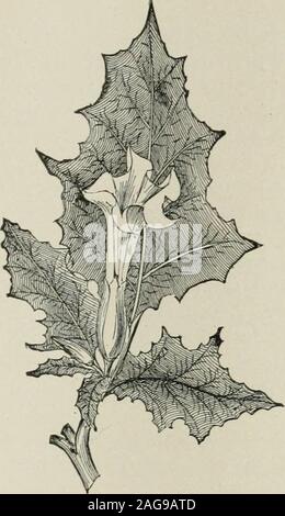 . Materia Medica : pharmacologie, thérapeutique et de prescription écrit pour les étudiants et les praticiens. theswallowing om des graines par les enfants a été fréquemment signalés.{Hyoscyamus niger Hyoscyamus) est une herbe originaire d'Europe et + ou moins cultivés. Électeurs.-Les principes actifs sont des alcaloïdes, le chef qui sont l'atropine, hyoscyamine, et de l'hyoscine. L'Atropine composé d'ISA des quantités égales d'isomères, dextro- et levo- GROUPE BELLADONNA 371 hyoscyamine, dans lequel il se sépare lorsqu'il est dissous dans l'eau.Hyoscyamine est levo-hyoscyamine, et est facilement changée todextro-Hyoscyamine Banque D'Images