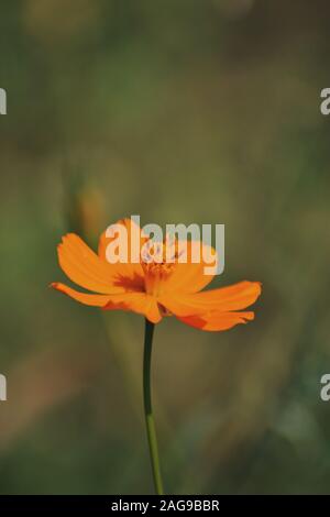 Mise au point sélective verticale d'un mignon Cosmos caudatus orange usine Banque D'Images