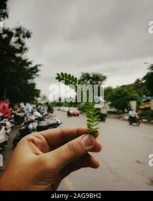 Cliché sélectif d'une personne tenant une Albizia julibrissin feuille dans une rue pleine de motards Banque D'Images