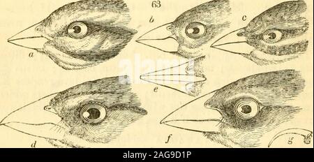 . Animaux en ménageries. 100. Leptonyx bimaculatus. Au-dessus, Sparrow, variedwith rayures marron noirâtre sur la tête,gris clair sur le cou et sur le dos ; en dessous, blanc, im- -^maculate : plumes de très grandes oreilles,la propagation, et noir : côtés de thehead avec une large bande blanche:aile sous les couvertures, et la marge des ailes, bright yel-bas : la queue étroite, noir, tipt avec blanc. (Fig.62.) habite les plaines du sud du Brésil. Mus. Nost. La taille plutôt moins d'un moineau. Longueur totale 5^ pouces;bill, devant ^ ; idem, gape ^ ; ailes 2^^ ; 5§ hindtoe ; tarses griffe et ii ; milieu idem J^. La mandib Banque D'Images