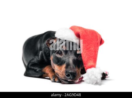 Petit chiot pinscher nain dans red hat noël isolé sur fond blanc close up Banque D'Images