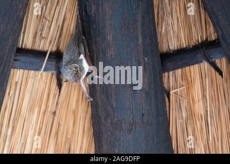 Un tombeau mauricien bat - Taphozous mauritanus - pend du plafond d'un lapa dans l'Afsaal site pique-nique dans le parc national Kruger, Afrique du Sud Banque D'Images