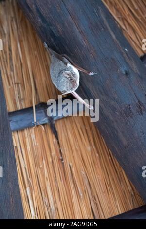 Un tombeau mauricien bat - Taphozous mauritanus - pend du plafond d'un lapa dans l'Afsaal site pique-nique dans le parc national Kruger, Afrique du Sud Banque D'Images