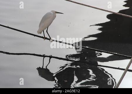 L'Egret de neige blanc perçant sur un fil réfléchi dans le lac Banque D'Images