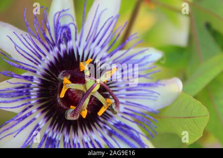 Gros plan d'une belle fleur de passion violette sur un flou arrière-plan Banque D'Images