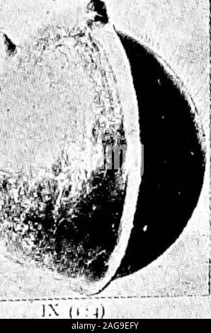 . Troy mycénienne, basé sur l'Dörpfeld fouilles dans la sixième des neuf villes enfouies à Hissarlik. Fig. 35. Poteries de VI Stratubi I, II, III sont importés ware mycénienne. IV, y sont en formsimitated mycénienne monochrome de Troie. YI est un autre type de pot importé-tery ressemblant à l'art de l'île de la période Mycénienne. ShowsMycenaean motif fleur YII en technique de Troie. YIII, IX sont nativeTrojan ware. (95) 96 TROY MYCÉNIENNE de Mycènes.  ? ?- Les signes linéaires montrent une strikingsimilarity à ceux trouvés par Flinders Petrie sur thefragments de Kahim et Gurob, en Égypte. ^ Twen-ty out Banque D'Images