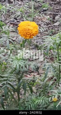 Gros plan vertical d'une fleur d'un seul coussin d'orange en croissance dans le sol Banque D'Images