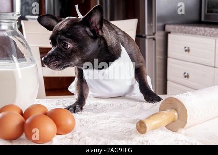 Chien Noir chihuahua tarte cuisson portant un tablier dans la cuisine Banque D'Images