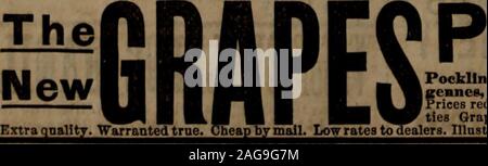 . Semoir sud : consacré à l'agriculture, l'horticulture, live stock et le ménage. jan 1-12t lific, noir et autres GROSEILLES CASSIS^, et un grand assortiment d'arbres, d'arbustes ornementaux Fruland, Escalade- Vignes, roses, semences, bulbes, etc., à lowrate Catalogue descriptif et/page de ree. Répondre H.S.ANDERSON, successeur de Fabler & Anderson, le lac Cayuga pépinières, les ressorts de l'Union, N. Y". rerttiss, Pocklington, Duches*, Dame WasbInsrton^Itcnncit,Ver-, Moorca Début, Brighton, Jefferson, etc. prix réduits. Aussi d'autres petits fruits et toutes les anciennes varie-  liens familiaux le raisin. Plus grande BOURSE À AME Banque D'Images