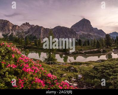 Vue sur le lac, Lago di Limides Limedes, sommet de la formation rocheuse dans la distance, Tofane roses alpines (Rhododendron ferrugineum) blooming Banque D'Images