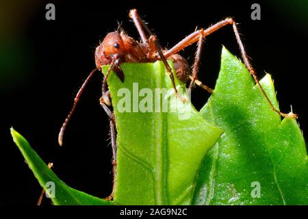 Leaf-Cutter Atta cephalotes (Ant), Costa Rica Banque D'Images