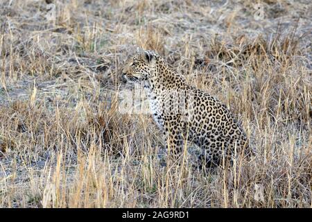 Panthera pardus léopard camouflé se cacher dans les hautes herbes du parc national de Moremi Moremi Wildlife park Botswana Afrique Banque D'Images