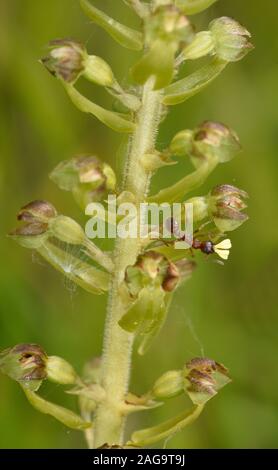 Listère commun (Orchidée Neottia ovata) Gros plan montrant ant avec pollinies attachées à sa tête, Kent, Angleterre, Mai Banque D'Images