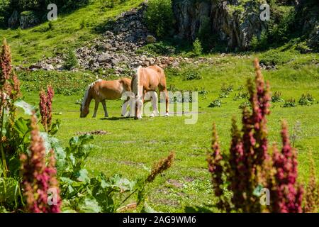 Un petit troupeau de chevaux Haflinger, également connu sous le nom de Avelignese, pâturage sur un pâturage dans une forêt Banque D'Images