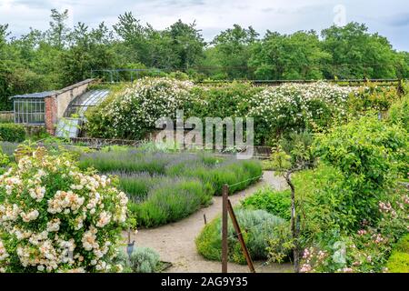 France, Loiret, la Bussière, Le Château de la Bussière Parc et jardins, potager, vieille serre couverte de vignes et de rosiers liane Banque D'Images