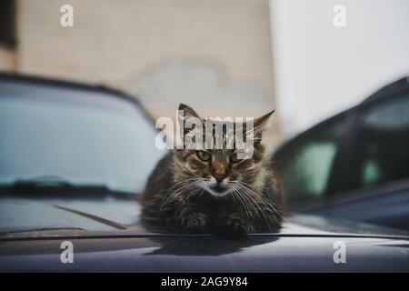 Chat solitaire avec yeux verts assis sur le capot d'une voiture noire. Magnifique animal regardant un appareil photo. Le chat chauffe. Banque D'Images