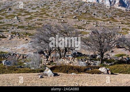 Voir d'arbres abandonnés dans le village en pierre dans les montagnes dans les montagnes du Caucase, en Russie. Balkars sont un peuple turcophone de la région du Caucase, l'un o Banque D'Images