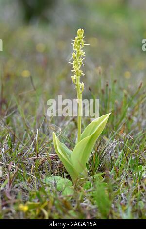 Orchidée Liparis loeselii (fen) montrant les fleurs et les feuilles, de Kenfig, au Pays de Galles, juin Banque D'Images