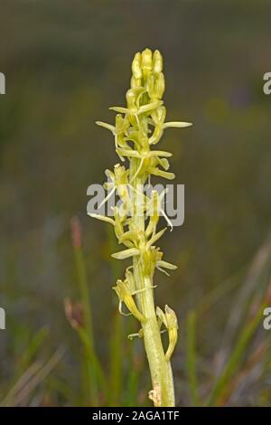 Orchidée Liparis loeselii (fen) gros plan de fleurs, de Kenfig, au Pays de Galles, juin Banque D'Images