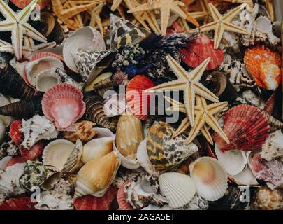 Coquillage naturel texture macro. Texture de fond de mer. Banque D'Images