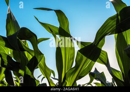 Récolte de maïs maïs vert feuilles dans le coucher du soleil, près des plantes poussant dans champ cultivé Banque D'Images