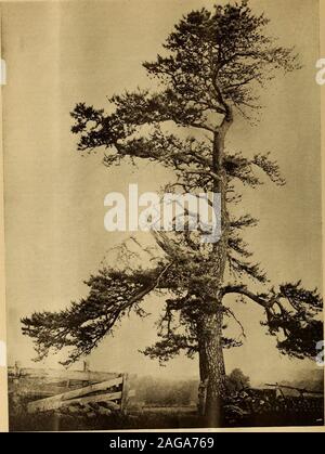 . Jardin et forêt ; une revue de l'horticulture, l'art du paysage et des forêts. L'éther, et le feuillage gris et fleurs blanches de l'Olearia sont un capital d'aluminium pour l'orange vif des theLilies. Un autre lit est formée de petites Rhododen bush-drons et Lilium canadense ; un autre Américain de Azaleasand L. superbum, tandis que L. auraium est cultivé en grandes quan-quantités des différents types d'arbustes. L'effet de l'theselarge masses de fleurs de lis n'a pas pu être facilement dépassé,et leur parfum rend tout le jardin agréable. L.candidum, qui est habituellement un échec à Kew, a fait wellhere cette année. L. longif Banque D'Images