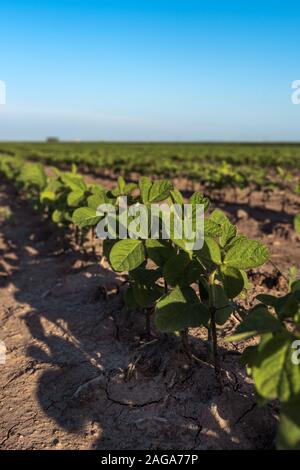 Récolte de soja dans le champ, les plantes vertes de Glycine max growing Banque D'Images