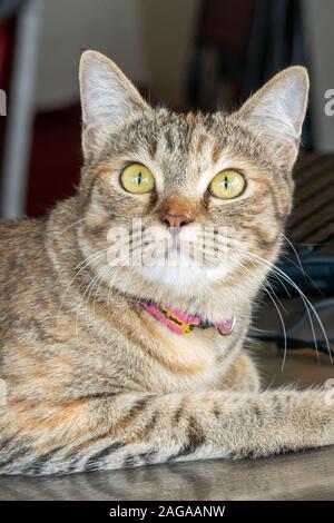 Adultes gris chat mignon regarde surpris avec de grands yeux. close up. Banque D'Images