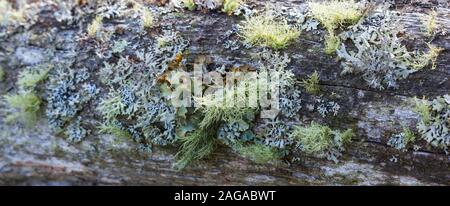 Les arbres avec mousse et lichen growing Banque D'Images