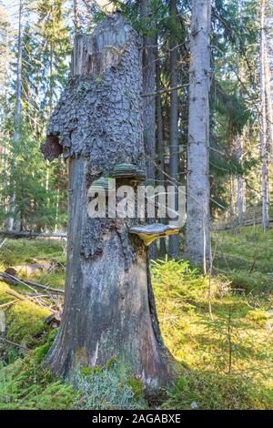 Polypore champignons sur une souche d'arbre dans une forêt Banque D'Images