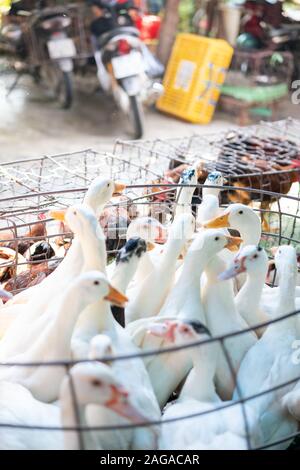 Gros plan vertical d'un troupeau d'oies blanches mignonnes dans une cage Banque D'Images