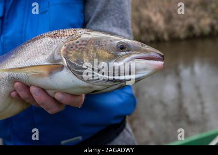 Zerbst, Saxe-Anhalt, Allemagne. 18 Dec 2019. vue sur un saumon pesant quatre kilos. Ils ont été capturés au cours d'un procès la pêche par les scientifiques de l'Institut des pêches intérieures avec une bouilloire landing net, mesurés, marqués et mis de nouveau dans la rivière. L'action s'est avéré que certains saumons était retourné à la Nuthe près de Zerbst frayer dans l'Année internationale du saumon 2019. Ils étaient là il y a des années, lorsque les jeunes saumons ont été libérés et transférés à l'Atlantique et sont maintenant de retour. Credit : Mattis Kaminer/Alamy Live News Banque D'Images