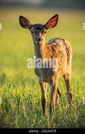 Young cute baby red deer (Cervus elaphus, fauve au coucher du soleil chaud de la lumière. Banque D'Images