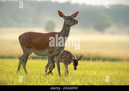 Red Deer hind et son veau balade au coucher du soleil. Banque D'Images