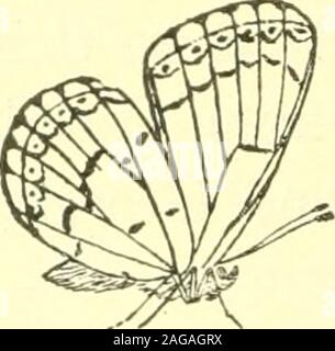 . Les papillons de l'Est des États-Unis ; pour l'utilisation de classes en zoologie et d' étudiants. Lyceena Pseudargi-olus, forme Lucia, ONU-der côté. Fio. 79.. Lycsena giolus Pseudar-formulaire, Viola-CEA, en vertu de côté. Banque D'Images