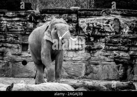 Photo en niveaux de gris d'un joli éléphant en train de se promener le milieu d'une forêt Banque D'Images