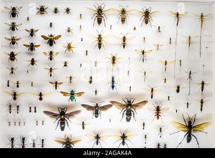 Collection de beaucoup de différentes grandes et petites abeilles sur un surface blanche Banque D'Images