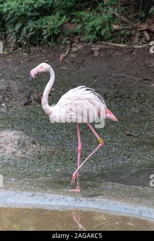 Une vue en gros plan d'un flamand rose debout sur une jambe ébouriffant ses plumes Banque D'Images