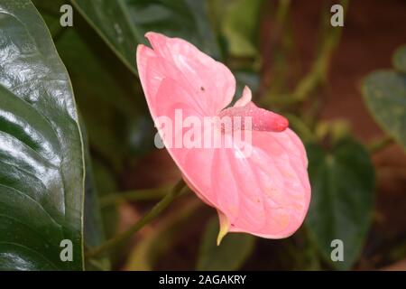 Fleur de beauté de Rose Garden à Munnar Banque D'Images