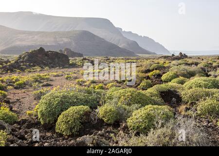 Bordée de falaises du nord, Lanzarote, îles Canaries, Espagne Banque D'Images