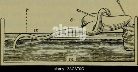 . Fondements de la botanique. p Appuyez sur vers le bas avec un Forcegreater que son propre poids ? - Organiser un haricot germé comme shownin Fig. 26, la sélection de l'un qui a une racine environ deux fois plus longtemps qu'thediameter du bean et qui a grandi à l'horizontale, havingbeen poussé sur une feuille de papier buvard humide. Le bean est fixée à 57 racines un bouchon qui est attachée à l'abeille et de mélange de résine à côté d'un petit creux ou de panoramique en verre ou en terre cuite vernissée. Thepan est rempli d'une demi-pouce ou plus avec le mercure, et sur le dessus du mercure est un layerof l'eau. Le wholeis couvert près d'un grand gobelet ou bya Banque D'Images