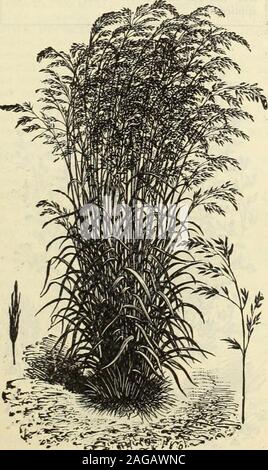 . Dreer 1913 livre du jardin. Hmje Gra ?. Fkscup Meadow. Okass. ConsideredSow 60 lbs. de la Fétuque des prés (Festuca pratensis). English Le BlueGrass, ou l'herbe douce. Une excellente herbe pour permanentpasture ou le foin, le feuillage étant très nutritives. Sow 50lbs à l'acre. Lb., 20 cts. ; bv mail, 28 cts., bu. (22 lbs.) 4,00 $ ; 100 lb. $15.00.de haut de la Fétuque des prés (Festuca elatior). Très tôt et shouldform nutritives ; une partie de tous les mélanges de pâturage sur les terres humides ou d'argile. Par lb, 35 cts.;par mail, 43 cts. ; par bu. de 14 lbs., 4,50 $ ; 100 lbs., $30.00.Fétuque des moutons (Festuca ovina). Cette graminée forme une grande partie o Banque D'Images