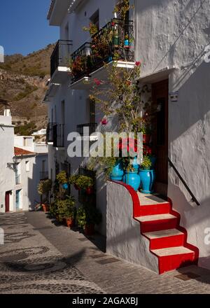 Les poinsettias dans une rue pavée à motifs dans la partie ancienne de la village blanc de Frigiliana en typique style Andalucían, province de Malaga, Espagne Banque D'Images