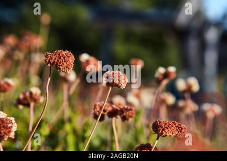 Une selective focus shot de fleurs sauvages poussant dans la forêt nationale de Cleveland avec arrière-plan flou Banque D'Images