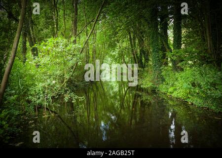 Gros plan d'une belle vue d'un petit lac dans le parc Kralingse Bos à Rotterdam, Pays-Bas Banque D'Images