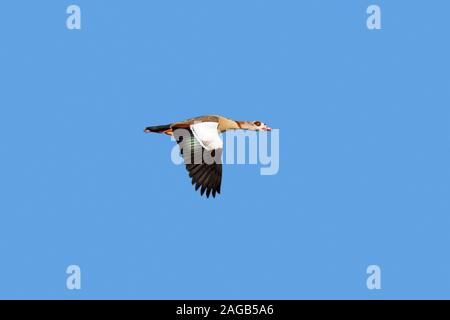 Egyptian goose (Alopochen aegyptiaca / Anas aegyptiaca) en vol sur fond de ciel bleu, originaire d'Afrique au sud du Sahara et la vallée du Nil Banque D'Images