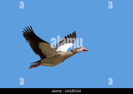 Egyptian goose (Alopochen aegyptiaca / Anas aegyptiaca) en vol sur fond de ciel bleu, originaire d'Afrique au sud du Sahara et la vallée du Nil Banque D'Images